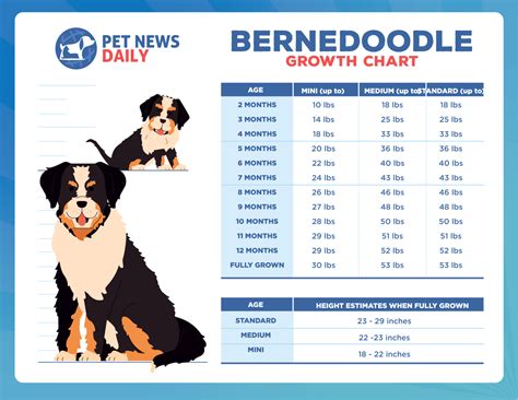 Bernedoodle Size Chart: Puppy Growth Milestone & Weight Chart